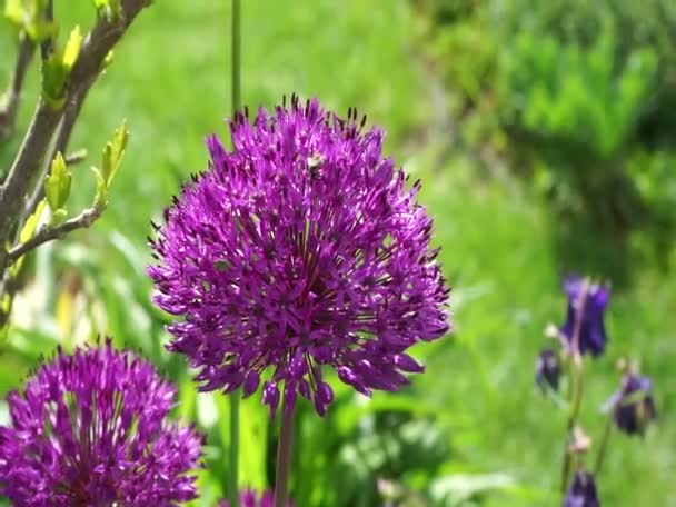 Pszczoła Allium Aflatunense Purple Sensation Maju Ogrodzie Zachodnia Pszczoła Miodna — Wideo stockowe