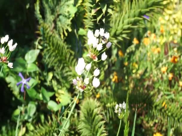 Eine Biene Fliegt Juni Über Die Blüten Von Allium Roseum — Stockvideo
