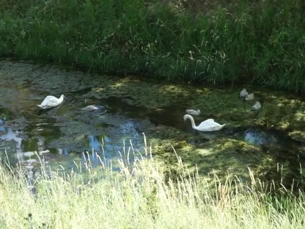 Uma Família Cisnes Mudos Flutua Rio Wuhle Junho Cygnus Olor — Vídeo de Stock