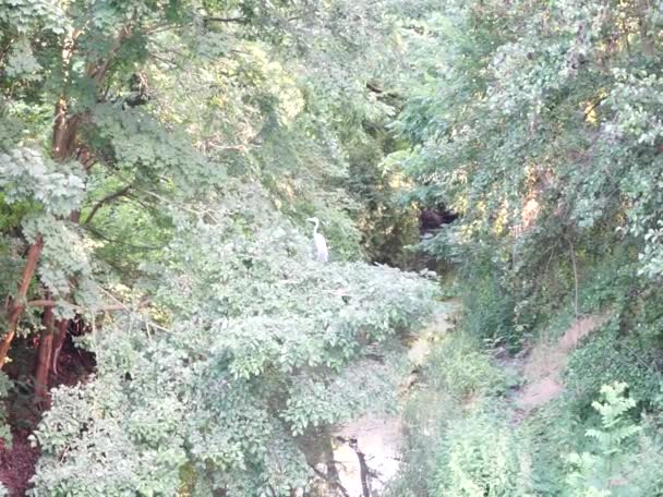 Uma Garça Cinza Está Galho Árvore Acima Rio Wuhle Verão — Vídeo de Stock
