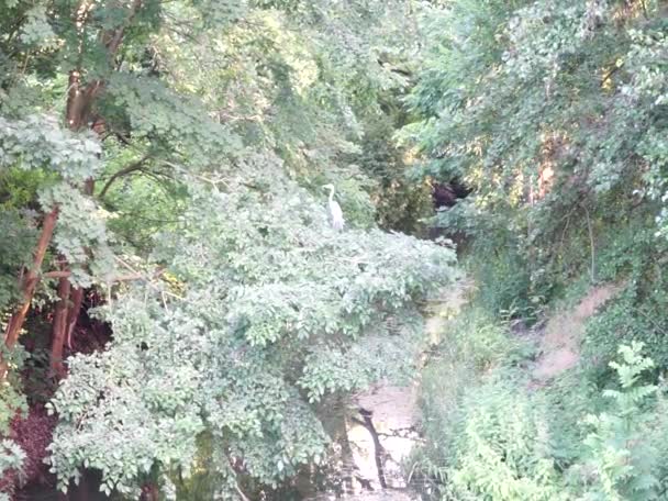 Gray Heron Tree Branch Wuhle River Summer Gray Heron Ardea — Stock Video