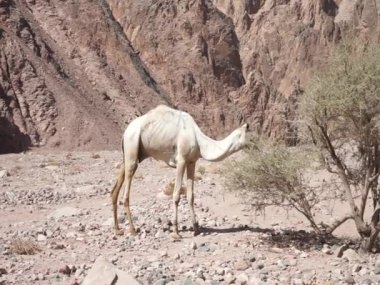 Camelus dromedarius, Malakot Dağı vahasında otlar. Dromedary, Camelus dromedarius, dromedary deve, Arabistan deve, ya da tek hörgüçlü deve, büyük bir çift burunlu camelus cinsidir. Dahab, Mısır