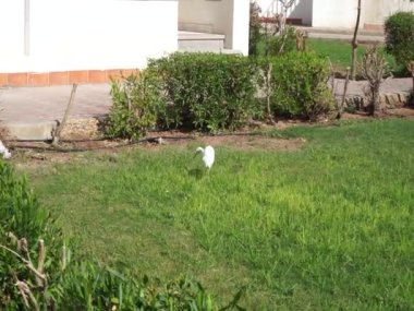Kuş Bubulcus Ibis çimlerin üzerinde. Ekin (