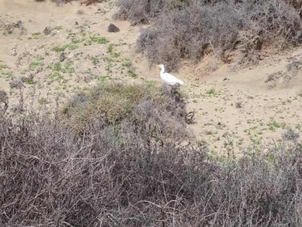 バブルカスのイビス鳥は塩沼の近くに住んでいます 牛の挨拶 ブブルカスイビス ヘロンの国際的な種です 家族Ardeidae モノタイプ属ブブルカスの Morro Jable Fuerteventura Canary — ストック動画