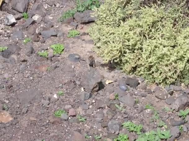 Atlantoxerus Get Ulus生活在Fuerteventura岛上的野外 巴巴里地松鼠 Barbary Ground Squirrel Atlantoxerus Getulus 是一种啮齿类动物 — 图库视频影像