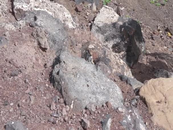 Atlantoxerus Getulus Ζει Στην Άγρια Φύση Στο Νησί Fuerteventura Σκίουρος — Αρχείο Βίντεο