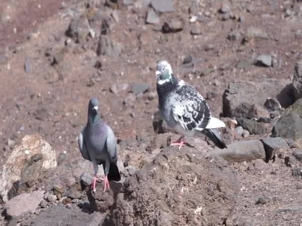 비둘기는 있습니다 Feral Pigeons Columba Livia Domestica Columba Livia Forma — 비디오