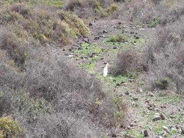Bubulcus Ibis kuşu tuzlu bataklık civarında yaşar. Sığır balıkçıl (