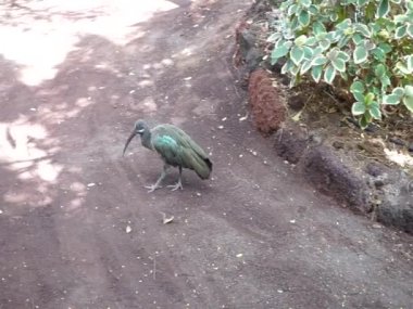 Büyük kuş Bostrychia hagedash toprak yolda yürüyor. Hadeda Ibis, Bostrychia Hagedash, bir Ibis. La Lajita, Las Palmas, İspanya