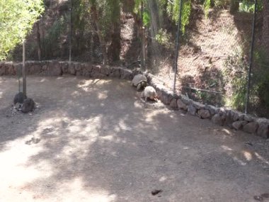 Afrika kaplumbağası (