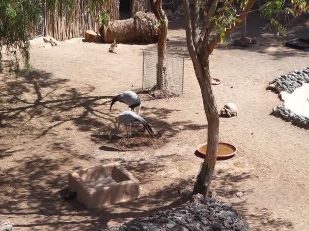 大的袋鼠鹤 大白鹤和蓝鹤 以及非洲的毛龟 它们在同一块围场中肩并肩生活 西班牙拉斯帕尔马斯拉吉塔 — 图库视频影像