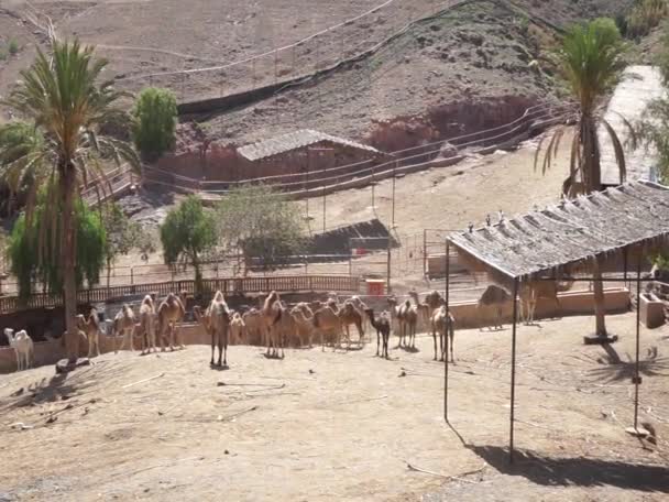 Ένα Κοπάδι Καμήλες Ένα Πήδημα Ακολουθούν Φορτηγό Δρομάκι Camelus Dromedarius — Αρχείο Βίντεο