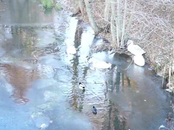Beyaz Dilsiz Kuğular Yaban Ördekleri Ördekler Kışın Wuhle Nehrinde Bulunur — Stok video