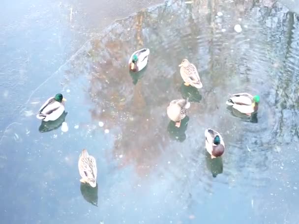 Mallard Ördekleri Donmuş Wuhle Nehri Nin Buzunda Oturur Kışın Tüylerini — Stok video