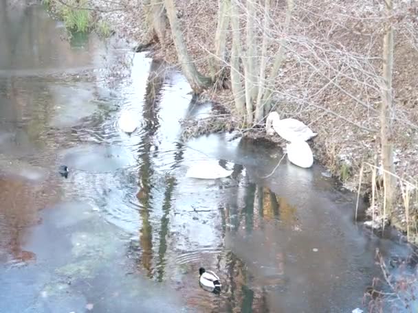 Белые Немые Лебеди Кряквы Вши Зимой Встречаются Замерзшей Реке Уле — стоковое видео