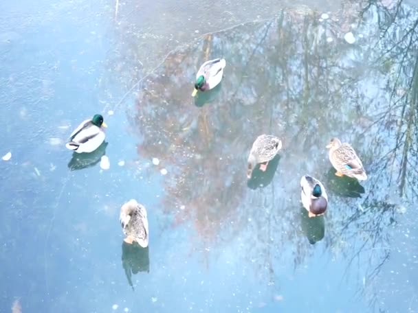 Cisnes Blancos Mudos Ánades Reales Fochas Encuentran Río Congelado Wuhle — Vídeo de stock