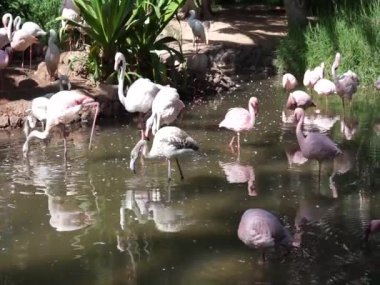 Büyük flamingo Phoenicopterus gülü ve daha küçük flamingo Phoeniconaias minör, Ekim ayında göletin etrafında dolaşır. La Lajita, Las Palmas, İspanya 