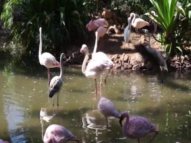 Büyük flamingo Phoenicopterus gülü ve daha küçük flamingo Phoeniconaias minör, Ekim ayında göletin etrafında dolaşır. La Lajita, Las Palmas, İspanya 