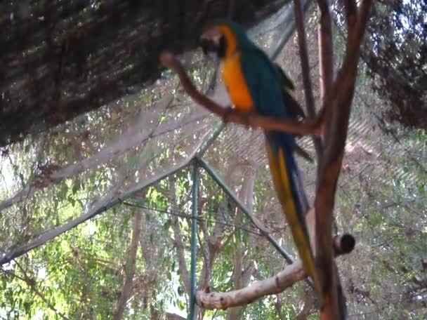 Parrot Ara Arararauna Está Una Rama Guacamayo Azul Amarillo Ara — Vídeos de Stock