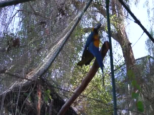 Parrot Ara Arararauna Está Una Rama Guacamayo Azul Amarillo Ara — Vídeos de Stock