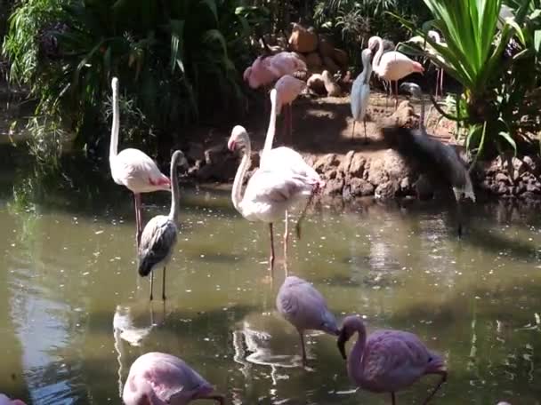 Mayor Flamingo Phoenicopterus Roseus Menor Flamingo Phoeniconaias Minor Caminan Alrededor — Vídeos de Stock