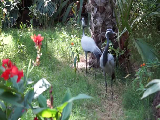 Pájaros Grandes Antropoides Paseo Virgo Parque Grus Virgo Una Especie — Vídeo de stock