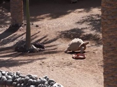 Afrika kaplumbağası (