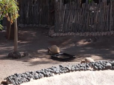 Afrika kaplumbağası (