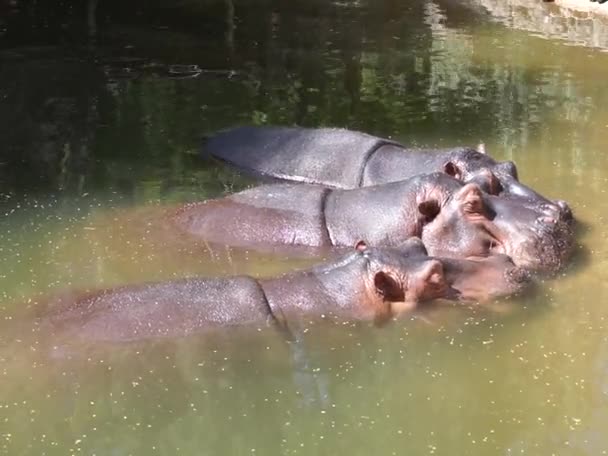 Tre Ippopotami Hippopotamus Amphibius Trovano Uno Stagno Ippopotamo Ippopotamo Ippopotamo — Video Stock