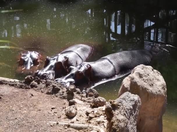 三个河马两栖动物躺在一个池塘里 河马两栖动物 普通河马 尼罗河河马或河马 是一种大型半水生哺乳动物 西班牙拉斯帕尔马斯拉吉塔 — 图库视频影像