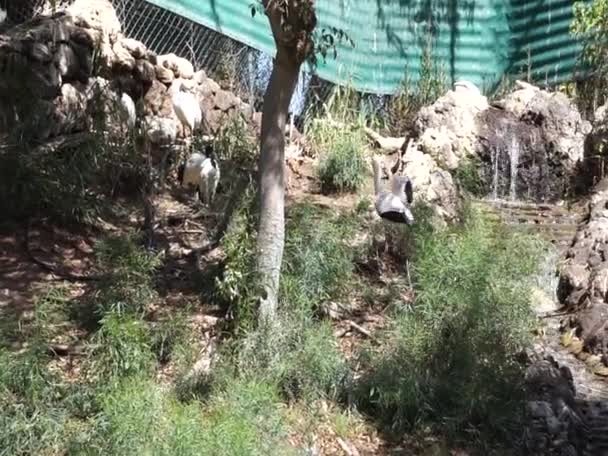 在溪流附近发现了白丝鸟 黄嘴鹤 Mycteria Ibis 是非洲的一种大型涉水鹤 属木鹤科 Ciconiidae 西班牙拉斯帕尔马斯拉吉塔 — 图库视频影像