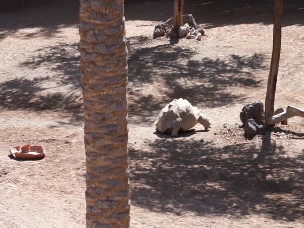 Den Afrikanske Spurred Skildpadde Centrochelys Sulcata Også Kaldet Sulcata Skildpadde – Stock-video