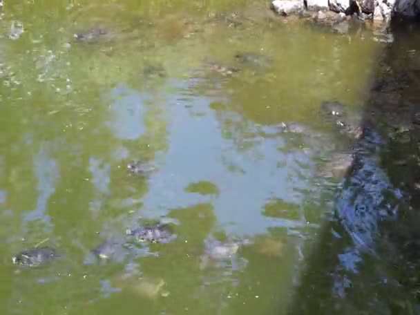 Χελώνες Trachemys Scripta Κολυμπούν Μια Λίμνη Νεροτσουλήθρα Νεροτσουλήθρα Κόκκινα Αυτιά — Αρχείο Βίντεο