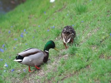 Mallard ördekleri, Wuhle nehrinin kıyısında Scilla Siberica 'nın mavi çiçekleriyle yemek yiyorlar. Yaban ördeği (