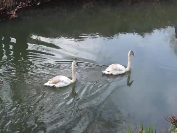 Δύο Νεαροί Μουγγοί Κύκνοι Επιπλέουν Στον Ποταμό Wuhle Τον Μάρτιο — Αρχείο Βίντεο