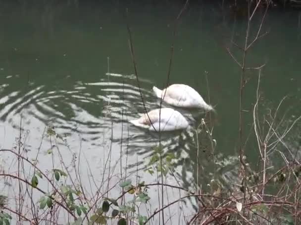 三月份 两只年轻的沉默天鹅漂浮在伍尔河下游 沉默天鹅Cygnus Olor是天鹅的一种 也是水鸟科Anatidae的一员 德国柏林 — 图库视频影像