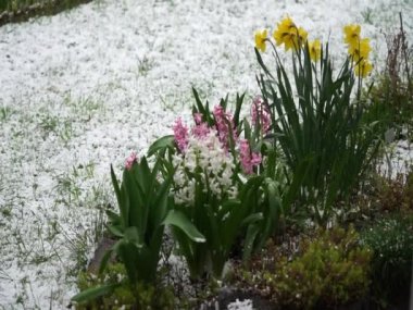 Mart ayında bahçeye kar ve dolu yağan nergisler ve sümbüller. Berlin, Almanya