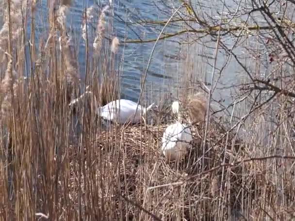 一对白色的沉默天鹅在乌拉西湖中的灌木丛中筑巢 沉默天鹅Cygnus Olor是天鹅的一种 也是水鸟科Anatidae的一员 德国柏林 — 图库视频影像