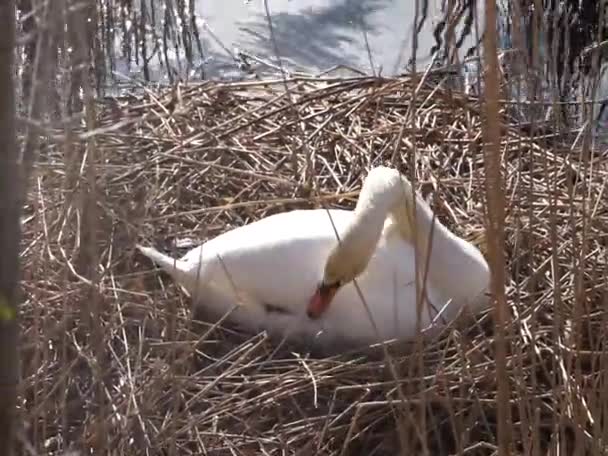 Wyciszony Łabędź Czyści Skrzydła Siedząc Gnieździe Zaroślach Jeziora Wuhlesee Marcu — Wideo stockowe