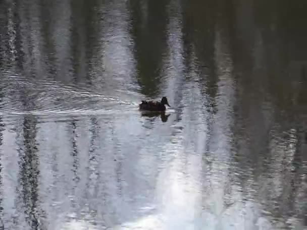 Mallard Duck Swims Lake Wuhlesee March Mallard Wild Duck Anas — Stock Video