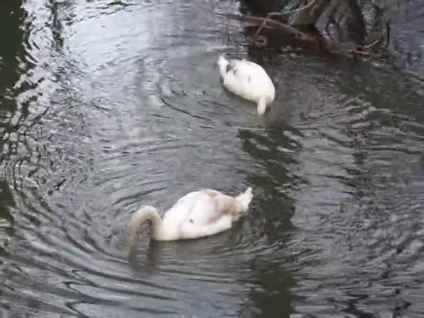 Dos Jóvenes Cisnes Mudos Flotan Por Río Wuhle Marzo Cygnus — Vídeos de Stock
