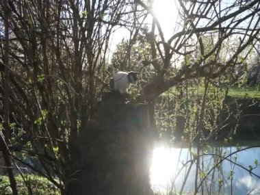 Beyaz gri bir kedi Wuhle Nehri yakınlarındaki güneş ışınlarında bir ağaç kütüğünde oturur. Kedi, kedigiller (Felis catus) familyasından bir memeli türü. Berlin, Almanya