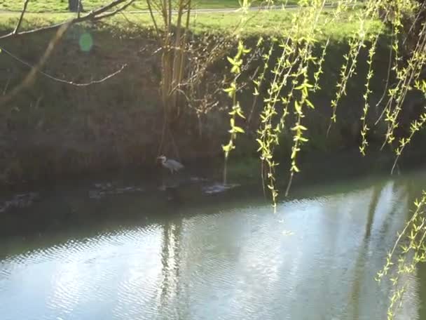 Сіра Чапля Йде Воді Річки Уле Вздовж Берега Дикій Природі — стокове відео