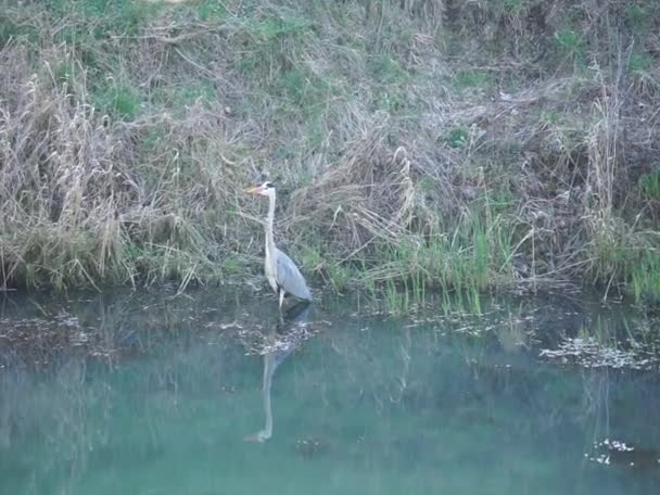 Mart Ayında Wuhle Nehri Nin Kıyısında Vahşi Doğada Gri Bir — Stok video
