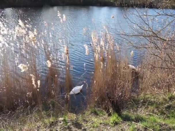 Par Cisnes Mudos Blancos Construyen Nido Los Matorrales Del Lago — Vídeo de stock