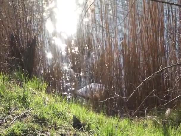 Une Paire Cygnes Blancs Muets Construisent Nid Dans Les Fourrés — Video