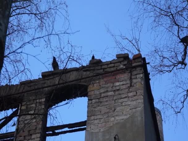 Marcu Ptaki Corvus Cornix Siedzą Ruinach Drzewach Zakapturzony Kruk Corvus — Wideo stockowe