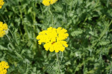 Achillea filipendulina 'nın sarı çiçeklerinin üzerinde bir arı oturuyor. Achillea filisardulina, Asteraceae, Asteraceae familyasından Asya 'da yetişen bir bitki türü. Berlin yakınlarındaki Ruedersdorf, Almanya