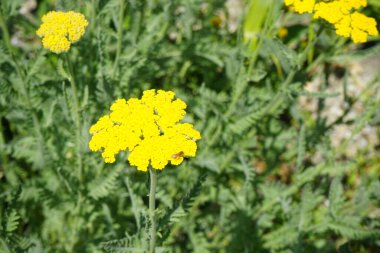 Achillea filipendulina 'nın sarı çiçeklerinin üzerinde bir arı oturuyor. Achillea filisardulina, Asteraceae, Asteraceae familyasından Asya 'da yetişen bir bitki türü. Berlin yakınlarındaki Ruedersdorf, Almanya