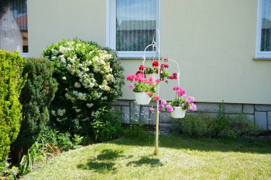 Sardunyalar, Pelargonium zonale, fidanlara asılı Pyracantha kakusinea çalısına. Berlin yakınlarındaki Ruedersdorf, Almanya